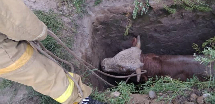 Пожарные спасли бычка, который несколько дней провел в яме
