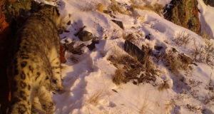 Проверяя фотоловушки на манула, новосибирские ученые обнаружили фото снежного барса
