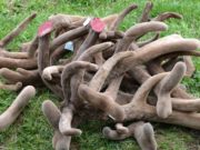 Панторезная кампания завершилась в Республике Алтай Панторезная кампания завершилась в Республике Алтай