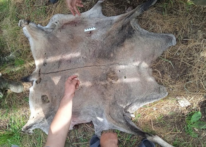 Браконьеры застрелили козерога в Сайлюгемском национальном парке