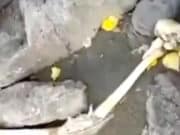 На берегу Катуни обнаружен скелет человека, полиция ведет проверку На берегу Катуни обнаружен скелет человека, полиция ведет проверку