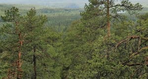В лесах Чойского района пропал человек