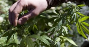 Подростка из Новокузнецка будут судить за то, что он собирал коноплю в Чемальском районе Подростка из Новокузнецка будут судить за то, что он собирал коноплю в Чемальском районе