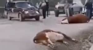 Жительница Усть-Кана врезалась в стадо коров на мосту через Чарыш