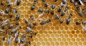 Ярмарка «Золотая пчелка Горного Алтая» пройдет в Горно-Алтайске