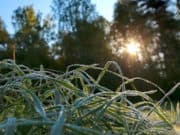 В ближайшие дни в Республике Алтай ночами возможны заморозки В ближайшие дни в Республики Алтай ночами возможны заморозки