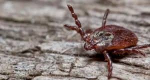 Пять человек стали жертвами клещей за неделю