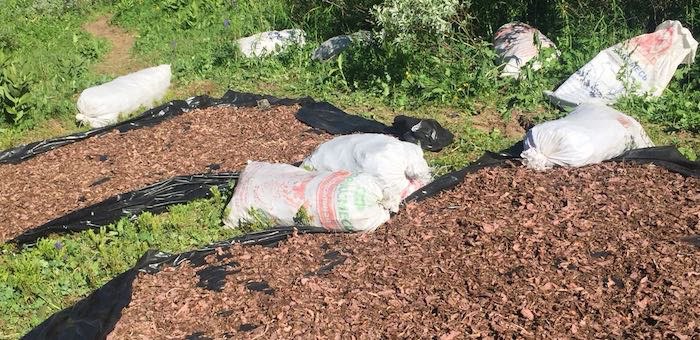 Решил подкалымить: житель Горно-Алтайска вез в грузовике три тонны краснокнижного золотого корня