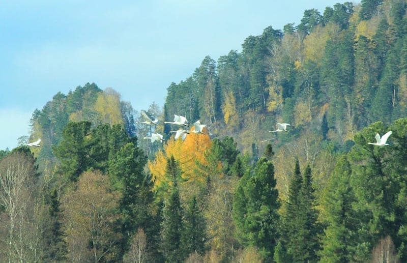 Сотни лебедей летят через Алтай транзитом на зимовку