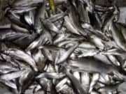 200 хариусов и двух тайменей поймал житель Башталы с помощью электроудочки