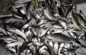 200 хариусов и двух тайменей поймал житель Башталы с помощью электроудочки