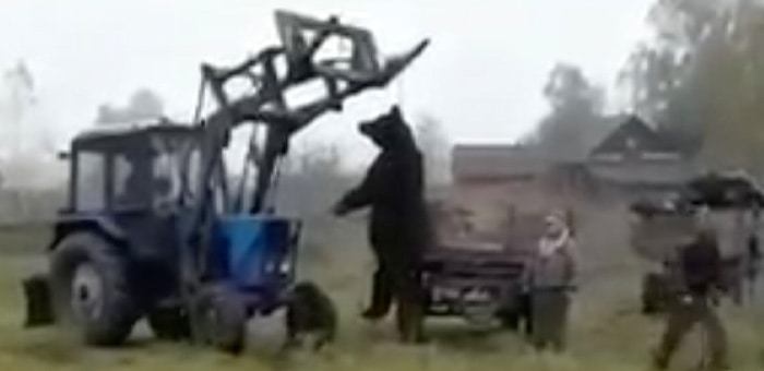 Огромного медведя застрелили на Алтае