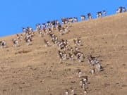 На Алтае завершился учет трансграничной группировки архаров