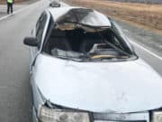 Два молодых человека пострадали в ДТП с лошадью на Чуйском тракте Два молодых человека пострадали в ДТП с лошадью на Чуйском тракте