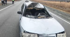 Два молодых человека пострадали в ДТП с лошадью на Чуйском тракте
