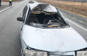 Два молодых человека пострадали в ДТП с лошадью на Чуйском тракте Два молодых человека пострадали в ДТП с лошадью на Чуйском тракте