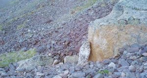 Очередная экспедиция «По следам снежного барса» обнаружила на хребте Чихачева одинокого Хоргая