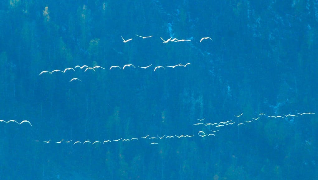 Сотни лебедей летят через Алтай транзитом на зимовку