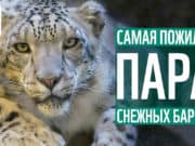 История любви алтайских снежных барсов длиною в 10 лет. Фильм WWF про Хоргая и Гуту
