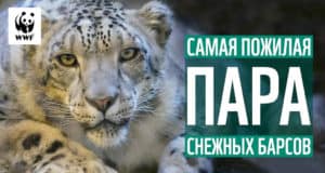 История любви алтайских снежных барсов длиною в 10 лет. Фильм WWF про Хоргая и Гуту