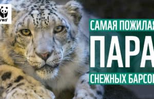 История любви алтайских снежных барсов длиною в 10 лет. Фильм WWF про Хоргая и Гуту История любви алтайских снежных барсов длиною в 10 лет. Фильм WWF про Хоргая и Гуту