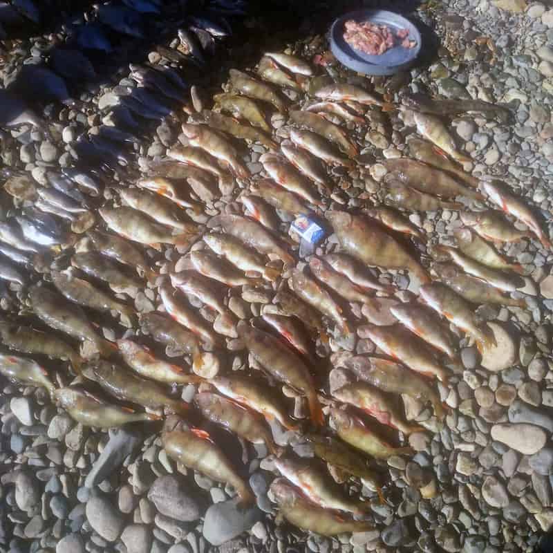 Два жителя Кузбасса незаконно наловили на реке Лебедь мешок рыбы