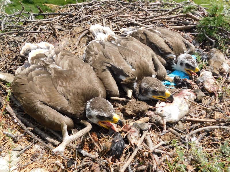 2021 год – один из самых неблагополучных для степных орлов Сибири