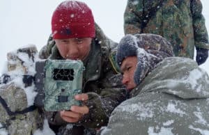 В природном парке «Ак Чолушпа» установлены фотоловушки на снежного барса