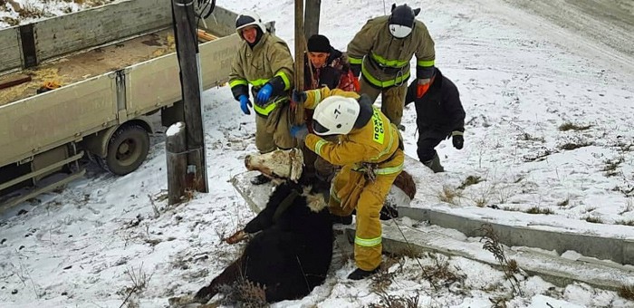 В селе Шебалино пожарные спасли корову, провалившуюся в водосточную яму