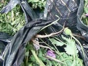 Житель Онгудайского района попался на выращивании марихуаны и мака Житель Онгудайского района попался на выращивании марихуаны и мака
