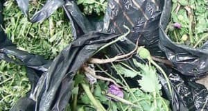 Житель Онгудайского района попался на выращивании марихуаны и мака Житель Онгудайского района попался на выращивании марихуаны и мака