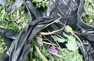 Житель Онгудайского района попался на выращивании марихуаны и мака Житель Онгудайского района попался на выращивании марихуаны и мака