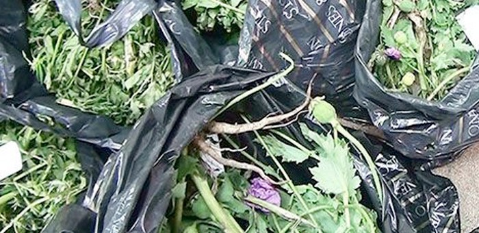 Житель Онгудайского района попался на выращивании марихуаны и мака