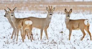 Житель Чойского района подозревается в незаконном убийстве четырех косуль Житель Чойского района подозревается в незаконном убийстве четырех косуль