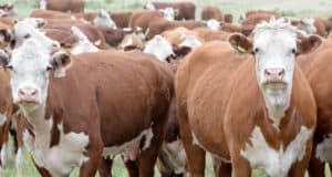 Фермеры приобрели более 300 голов племенного скота на гранты «Агростартапа»