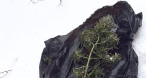 Горожанин закопал марихуану в снег, спасаясь от полицейских. Не помогло Горожанин закопал марихуану в снег, спасаясь от полицейских. Не помогло
