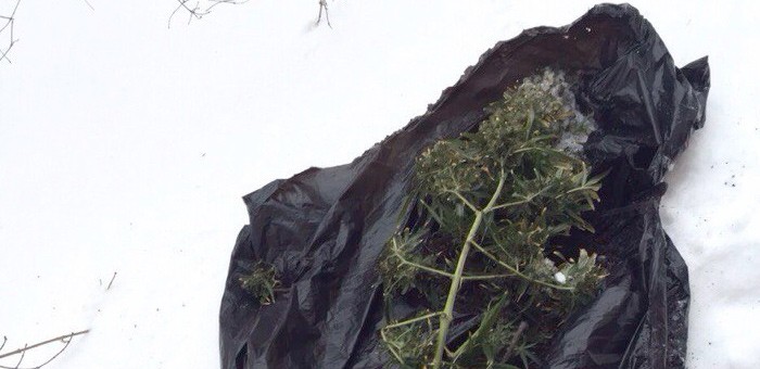 Горожанин закопал марихуану в снег, спасаясь от полицейских. Не помогло