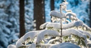 Прогноз погоды: в выходные дни на Алтае ожидается снегопад Прогноз погоды: в выходные дни на Алтае ожидается снегопад