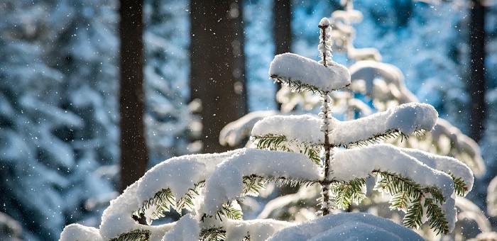Прогноз погоды: в выходные дни на Алтае ожидается снегопад