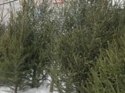 Места для продажи новогодних елей определены в Горно-Алтайске Места для продажи новогодних елей определены в Горно-Алтайске
