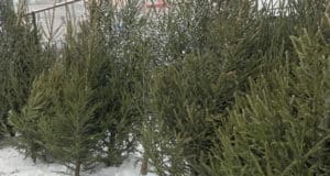 Места для продажи новогодних елей определены в Горно-Алтайске