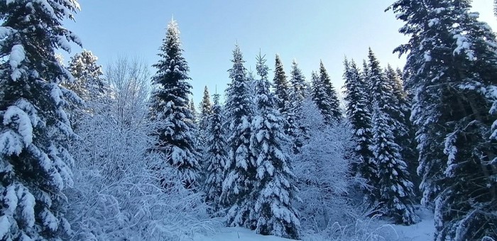 В ближайшие дни в Республике Алтай станет холоднее