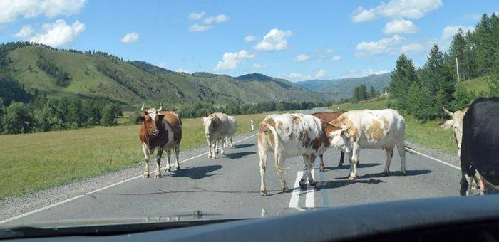 Владелец Volkswagen Tiguan получил возмещение по КАСКО после встречи со стадом коров на Алтае