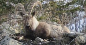 В Республике Алтай запретят охоту на козерога как минимум на три года