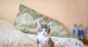 Ушной клещ у кота: симптомы и чем лечить