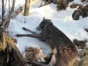 Житель Артыбаша незаконно охотился на кабаргу около заповедника