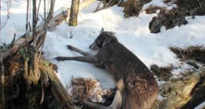 Житель Артыбаша незаконно охотился на кабаргу около заповедника Житель Артыбаша незаконно охотился на кабаргу около заповедника