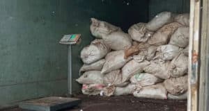 Почти шесть тонн золотого корня передали судебные приставы в собственность государства Почти шесть тонн золотого корня передали судебные приставы в собственность государства