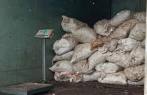 Почти шесть тонн золотого корня передали судебные приставы в собственность государства Почти шесть тонн золотого корня передали судебные приставы в собственность государства