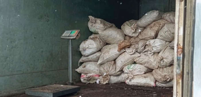 Почти шесть тонн золотого корня передали судебные приставы в собственность государства